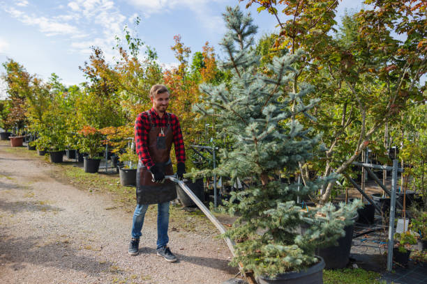 Best Tree Trimming and Pruning  in Forest Heights, MD